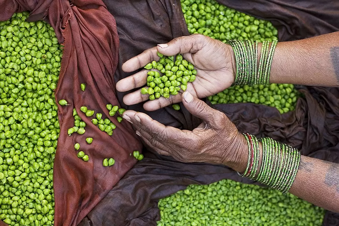 Why Ashram Food Isn’t All Vegan | Yoga.in