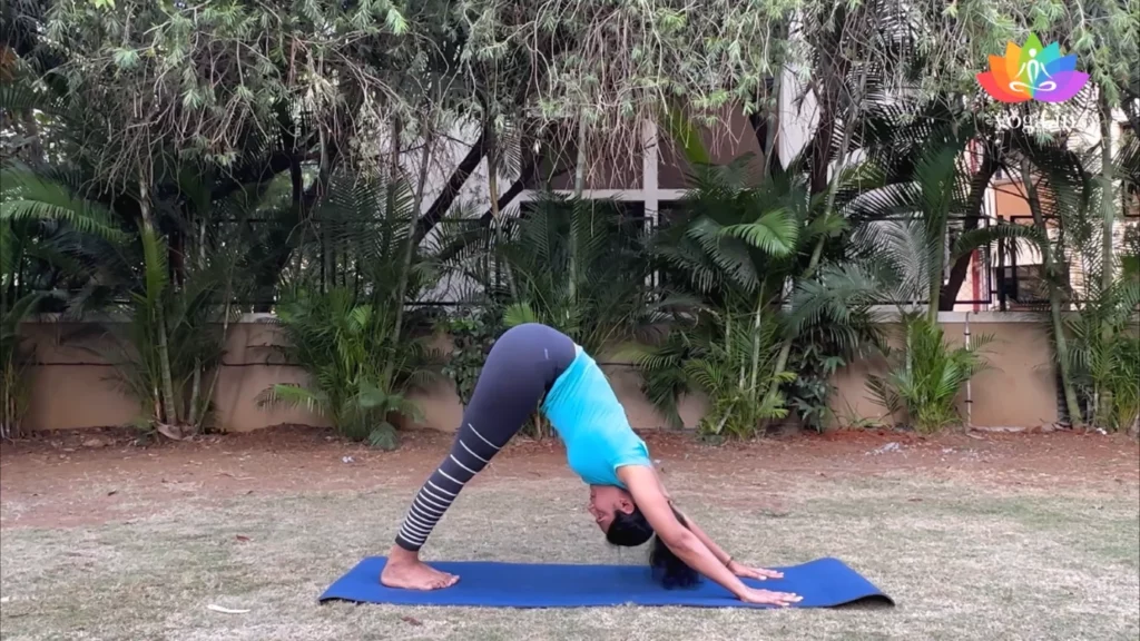 Discover 71 Adho-Mukha-Svanasana